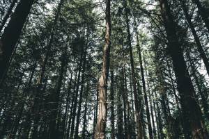 Nicolas CASTANO - CONSCIENCE SAUVAGE | NICOLAS CASTANO